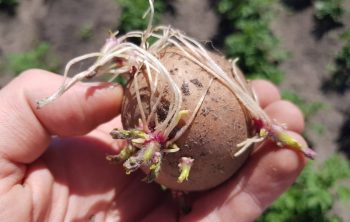 How to sprout potatoes Before Planting Them