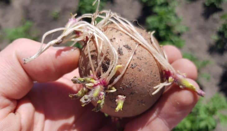 How to sprout potatoes Before Planting Them