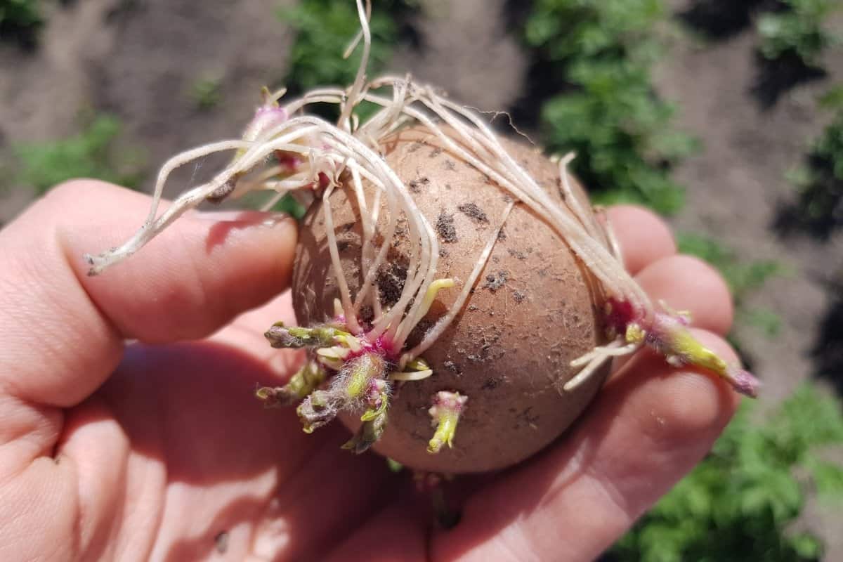 How To Sprout Potatoes Before Planting Them Grower Today