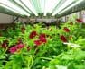 T5 Grow Lights – A Guide And Recommended Products