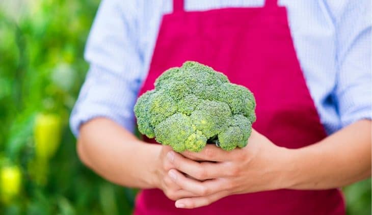 when to pick broccoli