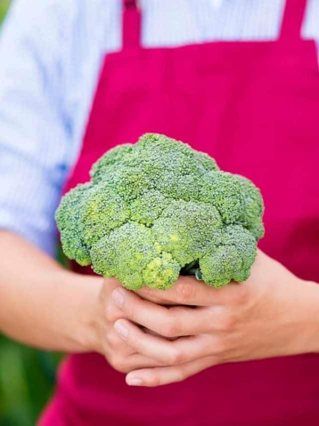 cropped-When-to-harvest-Broccoli-–-How-to-Know-When-its-ready.jpg