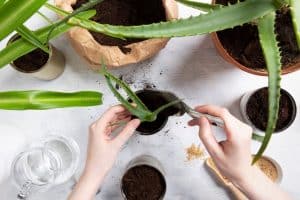 Best Soil For Aloe Vera Plant