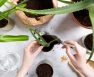 Best Soil For Aloe Vera Plant