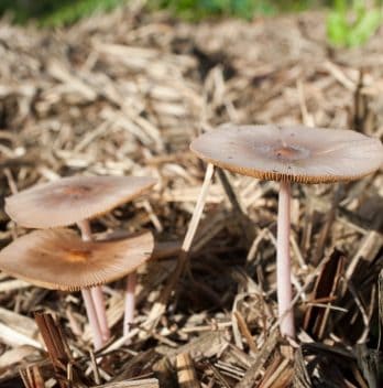 How to Make Mushroom Compost