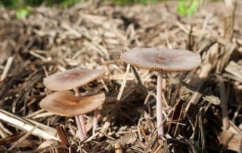 How to Make Mushroom Compost