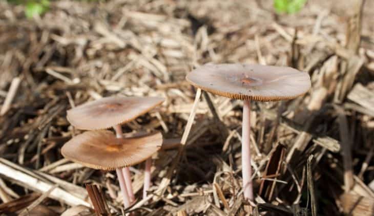 How to Make Mushroom Compost