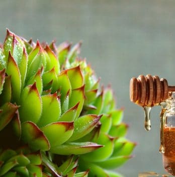 How to Propagate Succulents With Honey