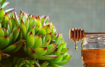 How to Propagate Succulents With Honey