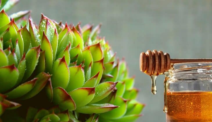 How to Propagate Succulents With Honey