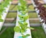 Hydroponic Kits