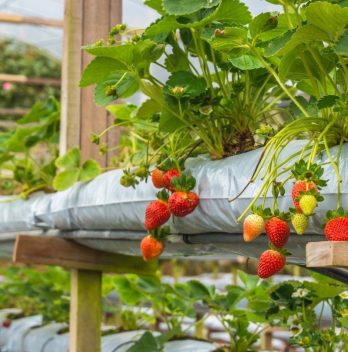 Hydroponic Strawberries