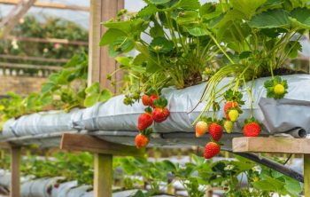 Hydroponic Strawberries