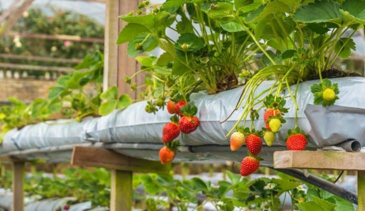 Hydroponic Strawberries