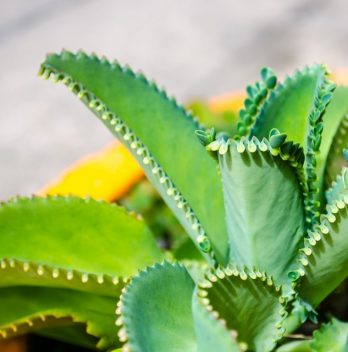 Mother Of Thousands Plant Care Guide