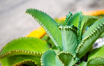 Mother Of Thousands Plant Care Guide