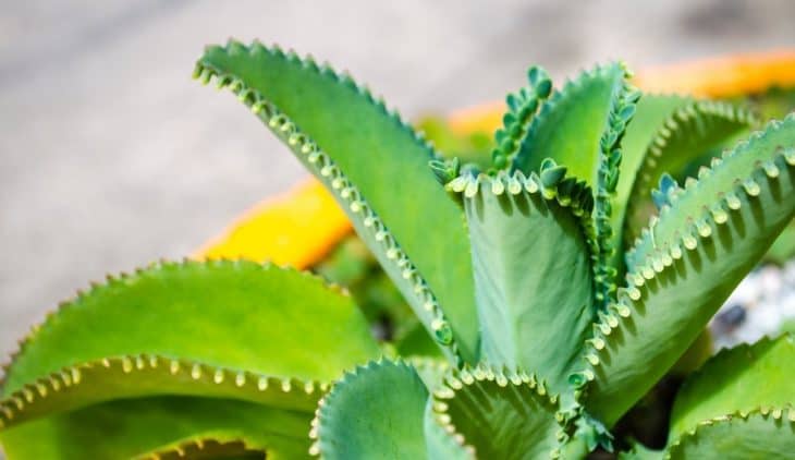 Mother Of Thousands Plant Care Guide