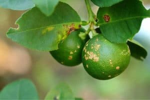 Neem Oil Fungicide