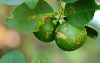 Neem Oil Fungicide