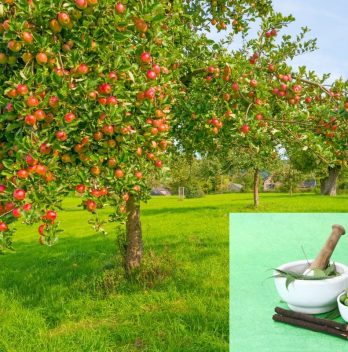 When To Spray Neem Oil On Fruit Trees