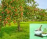 When To Spray Neem Oil On Fruit Trees