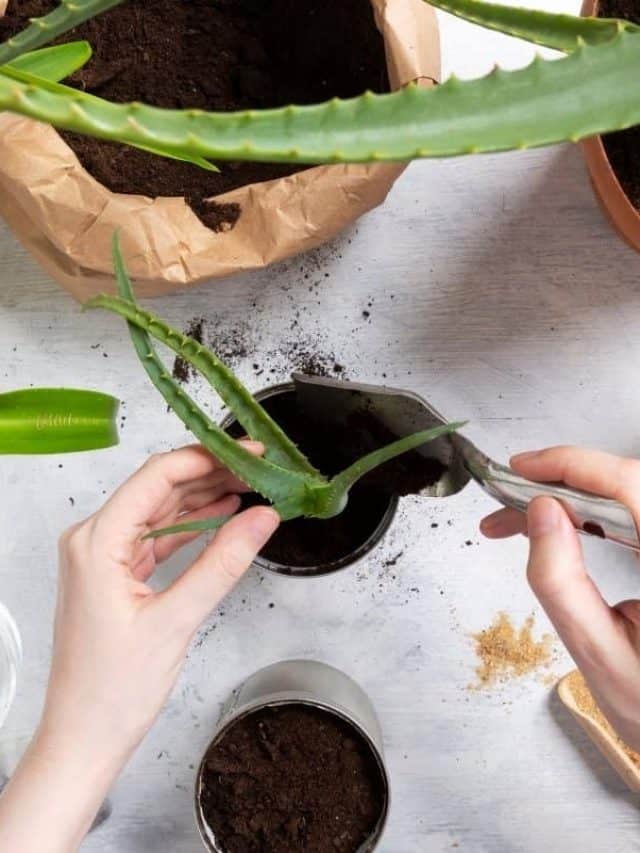 cropped-Best-Soil-For-Aloe-Vera-Plant.jpg