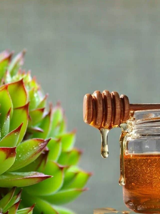 cropped-How-to-Propagate-Succulents-With-Honey.jpg