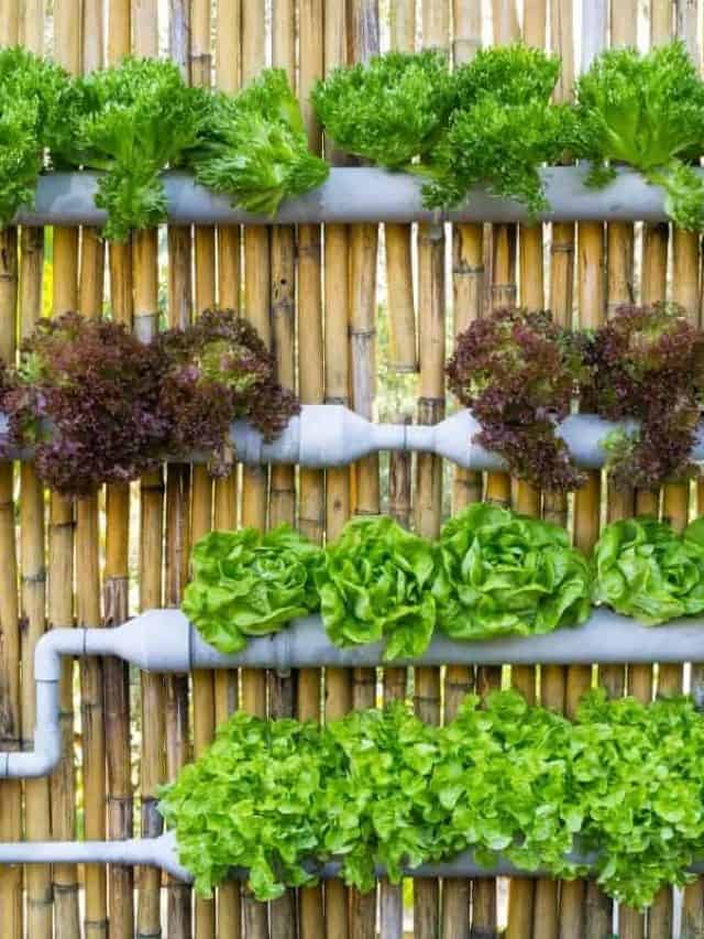 cropped-Vertical-Hydroponics-System.jpg