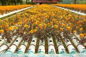 6 Best Flowers For Aquaponics