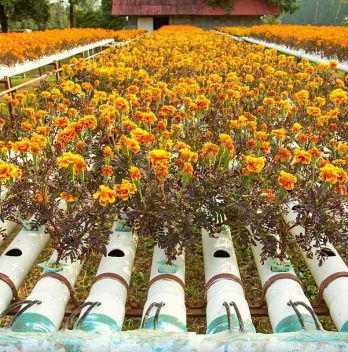 6 Best Flowers For Aquaponics