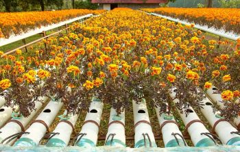 6 Best Flowers For Aquaponics