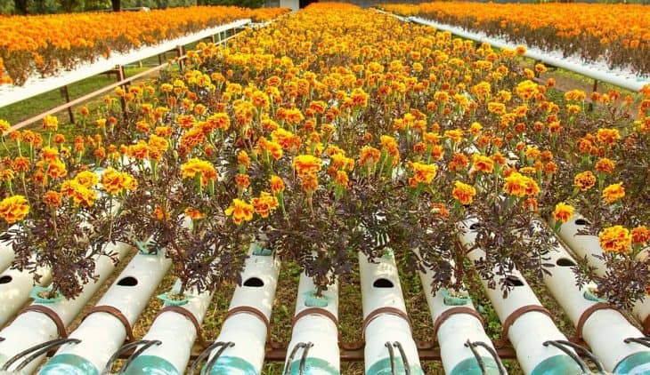 6 Best Flowers For Aquaponics