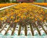 6 Best Flowers For Aquaponics