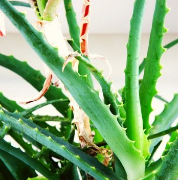 Aloe Vera Stem Too Long - How To Fix It