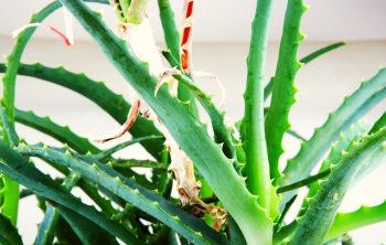 Aloe Vera Stem Too Long - How To Fix It