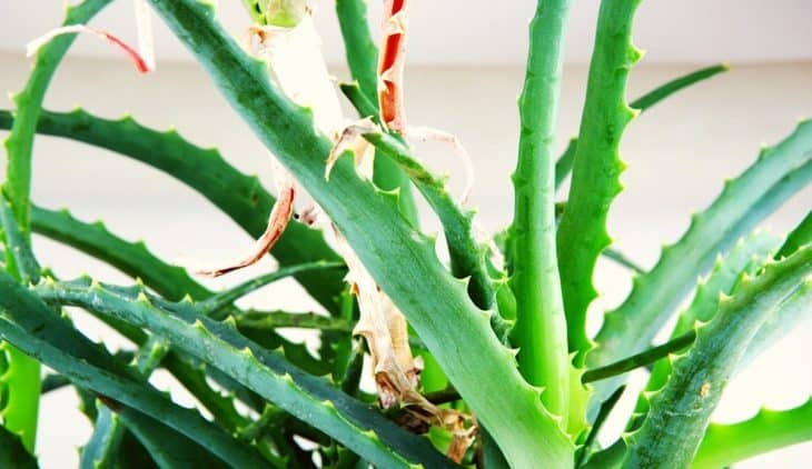 Aloe Vera Stem Too Long - How To Fix It