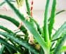 Aloe Vera Stem Too Long - How To Fix It