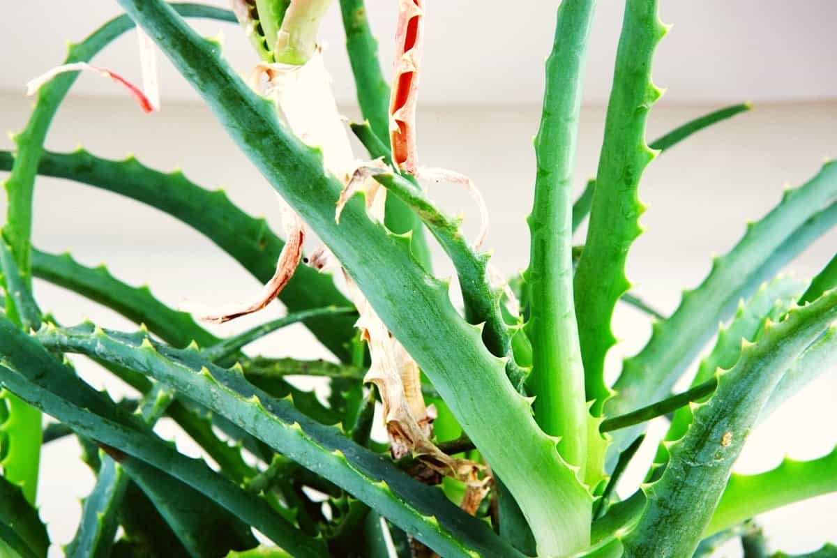 Aloe Vera Stem Too Long How To Fix It Grower Today