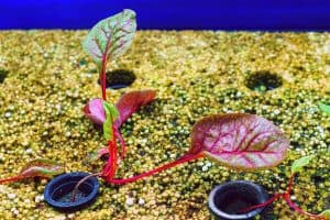 Best Plants For Small Aquaponics