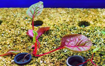 Best Plants For Small Aquaponics