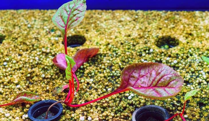 Best Plants For Small Aquaponics