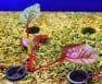 Best Plants For Small Aquaponics