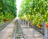 Growing Hydroponic Tomatoes - An Easy Guide