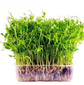 Growing Micro-greens Hydroponically