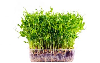 Growing Micro-greens Hydroponically