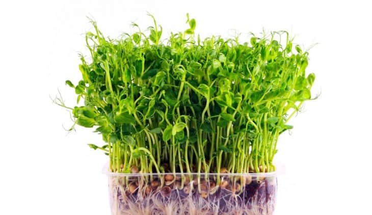 Growing Micro-greens Hydroponically