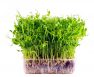 Growing Micro-greens Hydroponically