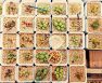 How Long Do Succulents Take To Grow From Seeds