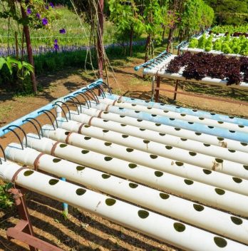 Hydroponic Drip System Watering Schedule