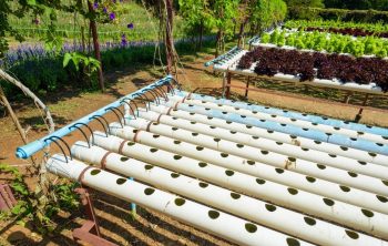 Hydroponic Drip System Watering Schedule